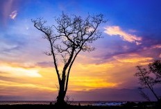 Menikmati Keindahan dan Keunikan Kabupaten Temanggung yang Dijuluki Wilayah Paling Jauh di Jawa Tengah dengan View Gunung Sindoro Hingga Sumbing